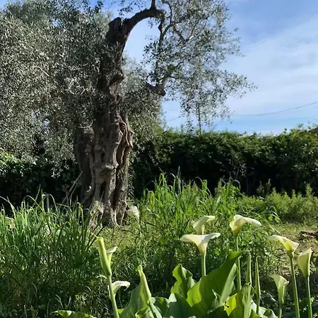 Casa Lilly - Giardino E Parcheggio A Due Passi Dal Mare * Диано-Марина
